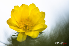 Adonis flower - Adonisröschen