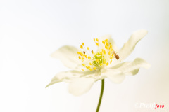 Wood anemone with visitor - Buschwindröschen mit Besucher