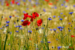 Field of cornflowers and poppies - Korn- und Mohnblumenwiese