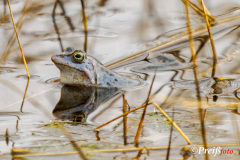 blue moor frog - blauer Moorfrosch