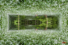 Wild garlic meadow in the tunnel - Bärlauchwiese im Tunnel