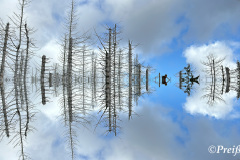 View into the dying sky forest - Blick in den sterbenden Himmelswald
