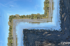 Up and down of the herons - Auf und ab der Reiher