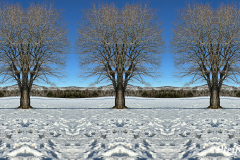 Clone brothers -geklonte Brüder