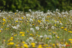 Blühende Wiese an der Strecke