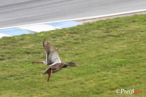 Tiere an der Rennstrecke (Motorsport - Pitwalk)
