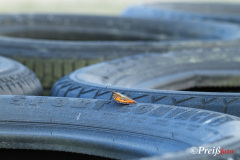 Schmetterling auf Reifenstapel