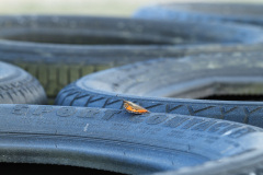 Schmetterling auf Reifenstapel