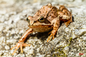 Andere Tiere (Portfolio)