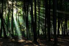Spotlights