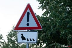 Achtung Enten kreuzen den Weg