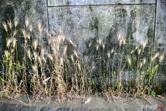 Wilde Gräser an einer Stadtmauer