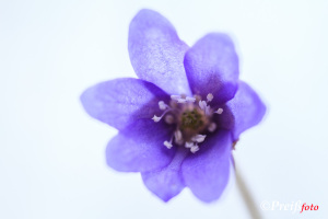 Pflanzen und Pilze (Portfolio)