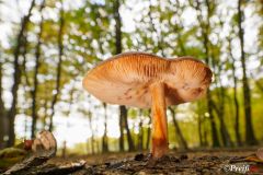 Gigantischer Pilz - Giant mushroom