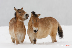 Säugetiere (Portfolio)