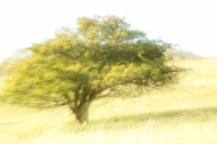 Doppelter Baum