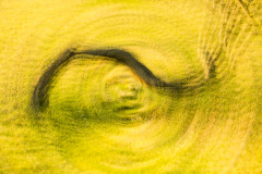 Baum gedreht