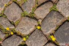 Natur in der Stadt