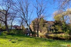 Gänse an der Oker