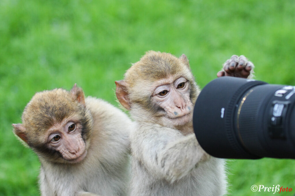 Affen spielen mit einer Kamera