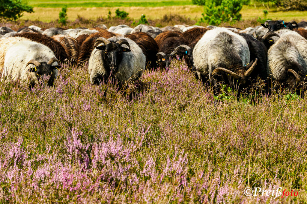 Heidschnucken in der Lüneburger Heide